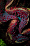 Ultraviolet undersea life by Louise Murray - Nov 2011
