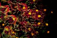 Ultraviolet undersea life by Louise Murray - Nov 2011