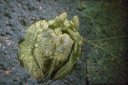 Ultraviolet undersea life by Louise Murray - Nov 2011