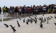 In die Freiheit entlassen: Die ersten Pinguine werden nach der Havarie des Containerfrachters Rena wieder freigelassen