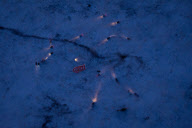 Expedition 29 Landing, outside Arkalyk, Kazakhstan - 22 Nov 2011