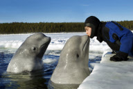 Belugas whale of a time