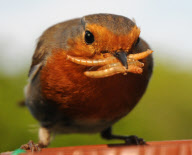 Plump robin with a beakful of mealworms, Porchester, Hampshire, Britain - 08 Nov 2011