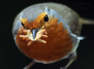 Plump robin with a beakful of mealworms, Porchester, Hampshire, Britain - 08 Nov 2011