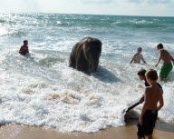 Jumbo the 4 Year Old Baby Elephant Swims in the Ocean on Mai Khao Beach in Phuket, Thailand - 09 Nov 2011
