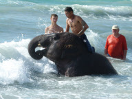 Jumbo the 4 Year Old Baby Elephant Swims in the Ocean on Mai Khao Beach in Phuket, Thailand - 09 Nov 2011