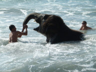 Jumbo the 4 Year Old Baby Elephant Swims in the Ocean on Mai Khao Beach in Phuket, Thailand - 09 Nov 2011