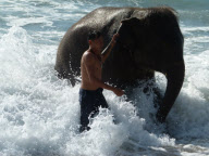 Jumbo the 4 Year Old Baby Elephant Swims in the Ocean on Mai Khao Beach in Phuket, Thailand - 09 Nov 2011