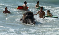 Jumbo the 4 Year Old Baby Elephant Swims in the Ocean on Mai Khao Beach in Phuket, Thailand - 09 Nov 2011