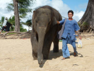 Jumbo the 4 Year Old Baby Elephant Swims in the Ocean on Mai Khao Beach in Phuket, Thailand - 09 Nov 2011