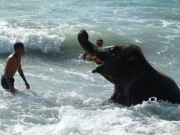 Jumbo the 4 Year Old Baby Elephant Swims in the Ocean on Mai Khao Beach in Phuket, Thailand - 09 Nov 2011