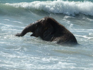 Jumbo the 4 Year Old Baby Elephant Swims in the Ocean on Mai Khao Beach in Phuket, Thailand - 09 Nov 2011