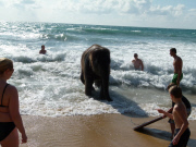 Jumbo the 4 Year Old Baby Elephant Swims in the Ocean on Mai Khao Beach in Phuket, Thailand - 09 Nov 2011