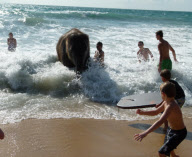 Jumbo the 4 Year Old Baby Elephant Swims in the Ocean on Mai Khao Beach in Phuket, Thailand - 09 Nov 2011