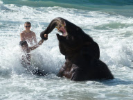 Jumbo the 4 Year Old Baby Elephant Swims in the Ocean on Mai Khao Beach in Phuket, Thailand - 09 Nov 2011