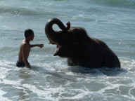 Jumbo the 4 Year Old Baby Elephant Swims in the Ocean on Mai Khao Beach in Phuket, Thailand - 09 Nov 2011