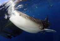 Whale sharks steal fish from fishing nets West Papua, Indonesia - 11 Oct 2011