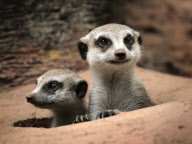 Cheeky Meerkats Family Portrait