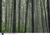 Japan - 2009