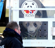 FedEx Panda Express, Edinburgh Airport, Scotland, Britain- 16 Aug 2011