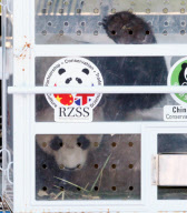 FedEx Panda Express, Edinburgh Airport, Scotland, Britain- 16 Aug 2011