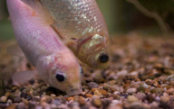 34-year-old goldfish that have turned grey thought to be oldest in Britain, Brockworth, Gloucestershire, Britain - 30 Nov 2011
