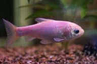 34-year-old goldfish that have turned grey thought to be oldest in Britain, Brockworth, Gloucestershire, Britain - 30 Nov 2011