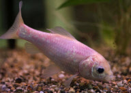 34-year-old goldfish that have turned grey thought to be oldest in Britain, Brockworth, Gloucestershire, Britain - 30 Nov 2011