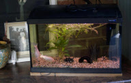 34-year-old goldfish that have turned grey thought to be oldest in Britain, Brockworth, Gloucestershire, Britain - 30 Nov 2011