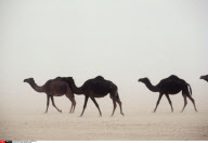 PAYS / ARABIE SAOUDITE  (THEME)