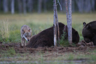 Photographer Tom Schandy snaps pictures of bears - Dec 2011