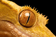 Reptile close-ups by Mark Bridger, Britain - Nov 2011
