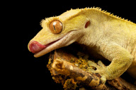 Reptile close-ups by Mark Bridger, Britain - Nov 2011