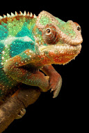 Reptile close-ups by Mark Bridger, Britain - Nov 2011