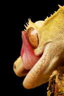 Reptile close-ups by Mark Bridger, Britain - Nov 2011