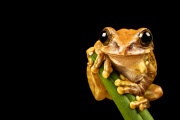 Reptile close-ups by Mark Bridger, Britain - Nov 2011