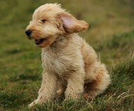 Dog being taken for a walk during windy weather, Upton Dyke, Norfolk Broads, Britain - 08 Dec 2011