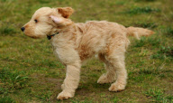 Dog being taken for a walk during windy weather, Upton Dyke, Norfolk Broads, Britain - 08 Dec 2011