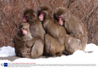 Snow monkeys huddle together for warmth at Central Park Zoo, New York, America - 22 Jan 2011