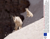 Jumping baby goat knocks loose 300lb boulder in the Mount Timpanogos Wilderness, Utah, America - 19 Jan 2011