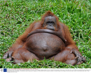 Fat orangutan at the Taman Safari Park near Jakarta, Indonesia - 04 Jan 2011