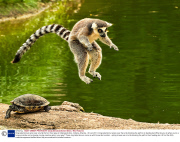Ring-tailed lemurs jump over a turtle that's in their way at Indianapolis Zoo, Indiana, America - 06 Jan 2011