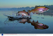 Freshwater rainbow trout leaping out of the water, Adirondacks, New York, America - 02 Jan 2011