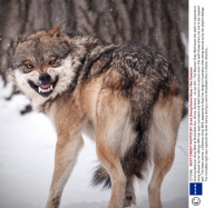 Snarling Mexican Grey Wolf at Brookfield Zoo, Illinois, America - 12 Jan 2011