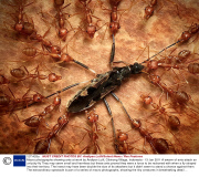 Macro photographs showing ants at work by Andiyan Lutfi, Cibinong Village, Indonesia - 13 Jan 2011