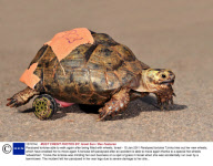 Paralysed tortoise able to walk again after being fitted with wheels, Israel - 15 Jan 2011