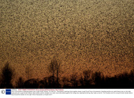Tens of thousands of Starlings gather over Lough Ennell, Ireland - 04 Feb 2011