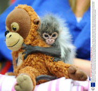 Abandoned baby spider monkey cared for by keepers at Melbourne Zoo, Australia - 07 Mar 2011