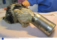 Stray kitten gets head stuck in soup can, Louisville, America - 23 Mar 2011