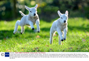 Lambs enjoy the warm spring weather, Itteringham, Norfolk, Britain - 24 Mar 2011